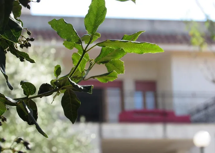 Il Giovane Alloro * מרטינה פרנקה